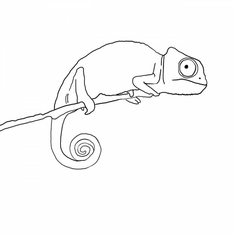 хамелеон раскраска для детей