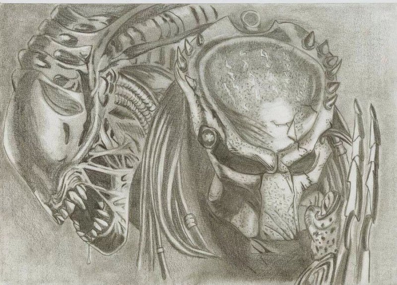 Хищник рисунок карандашом