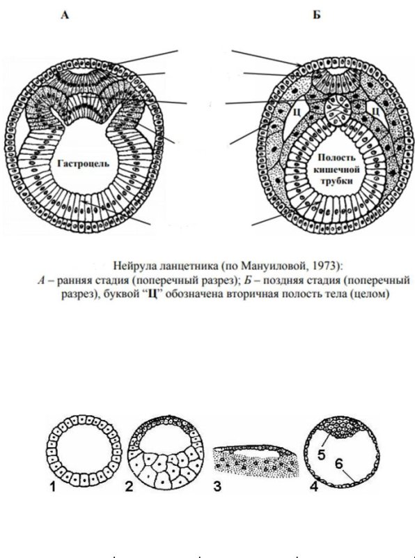 Бластоциста трофобласт эмбриобласт