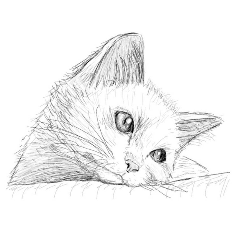 Рисунки котиков карандашом