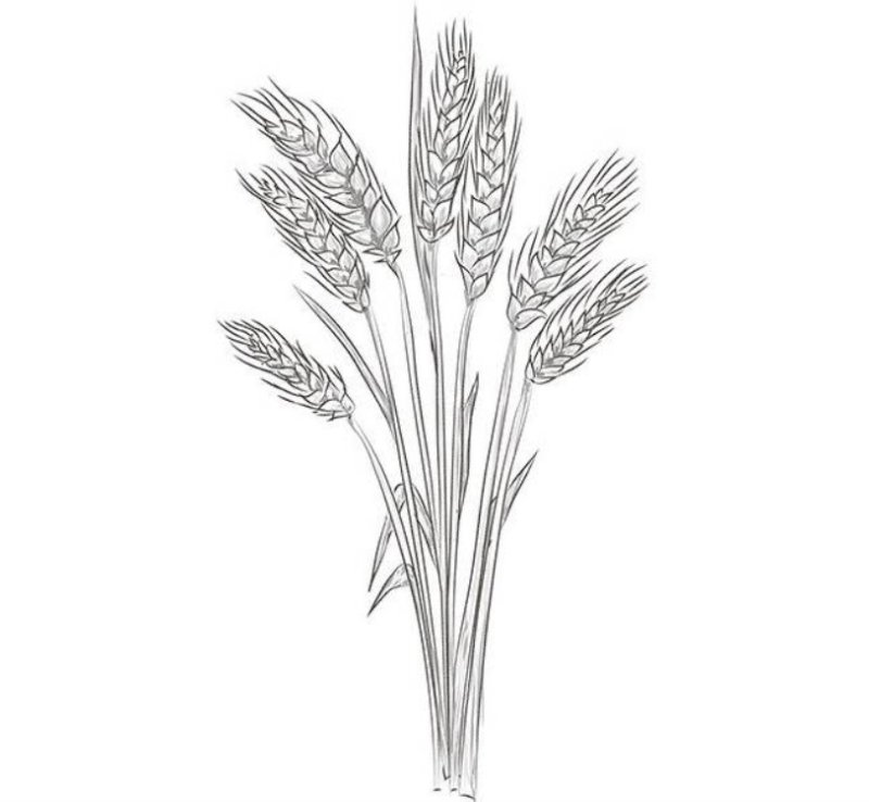 колосья раскраска