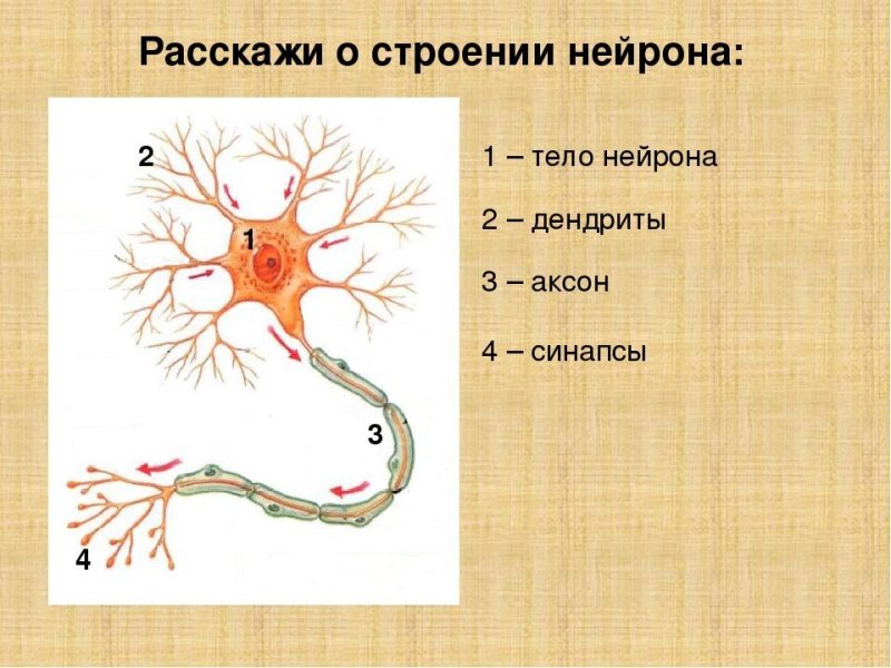 Строение нейрона рисунок с подписями
