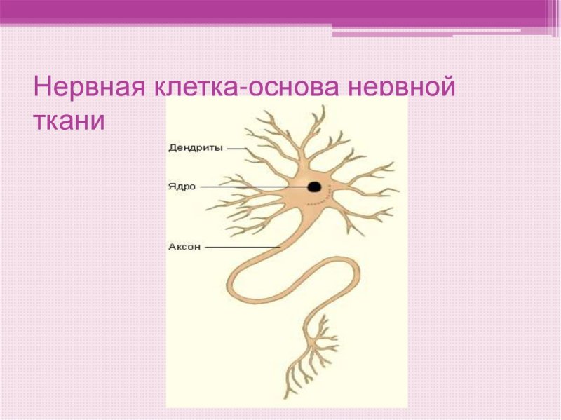 Нервная клетка