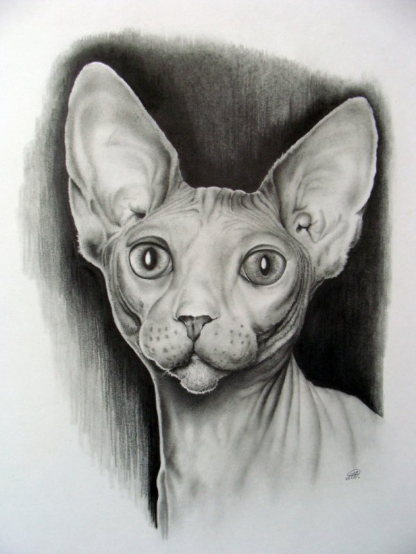 Кот сфинкс