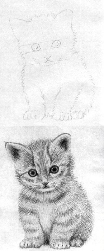 Красивый рисунок кошки карандашом