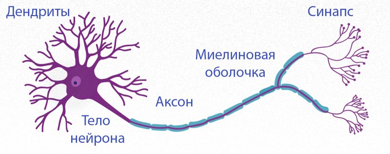 Нейроны дендриты аксоны синапс