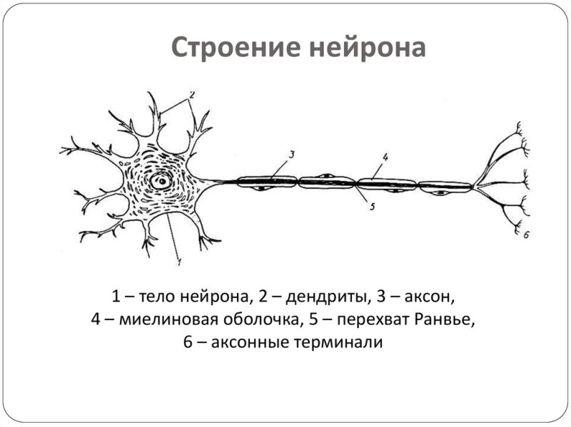 Строение нейрона. Отростки. Дендриты