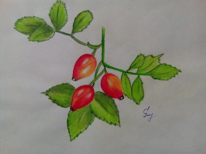 Шиповник для срисовки