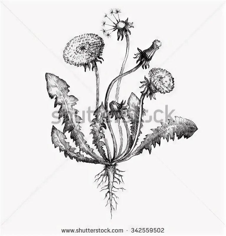 Taraxacum officinale Ботаническая иллюстрация