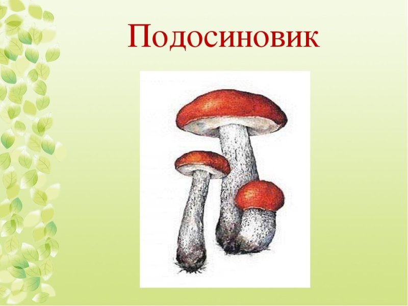 Подосиновик рисунок