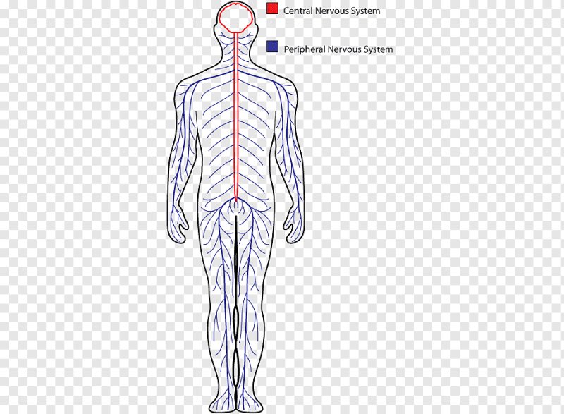 peripheral nervous system
