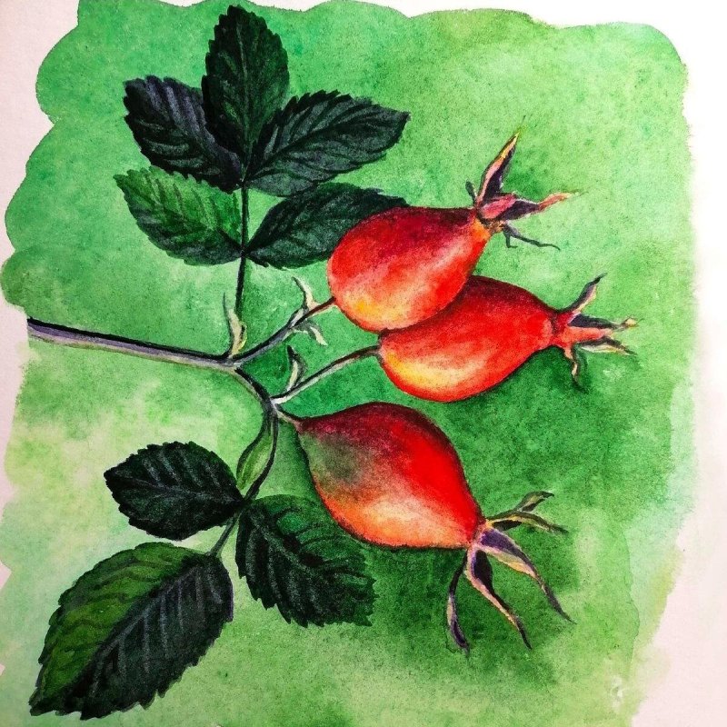 Шиповник акварель