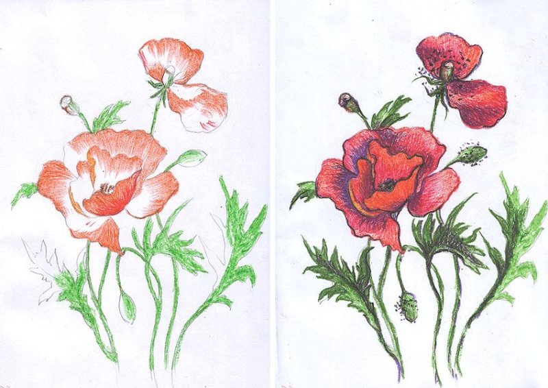 Рисунки карандашом цветы маки