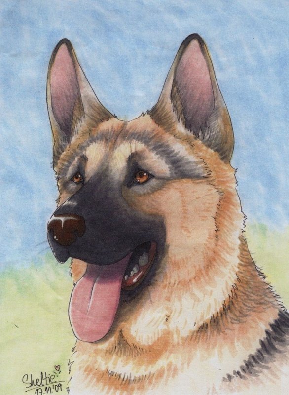 Овчарка портрет