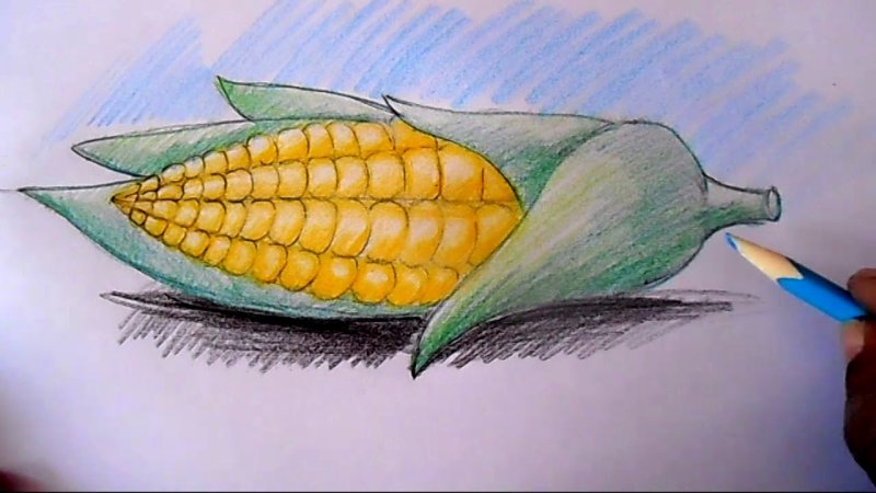 Кукуруза рисунок