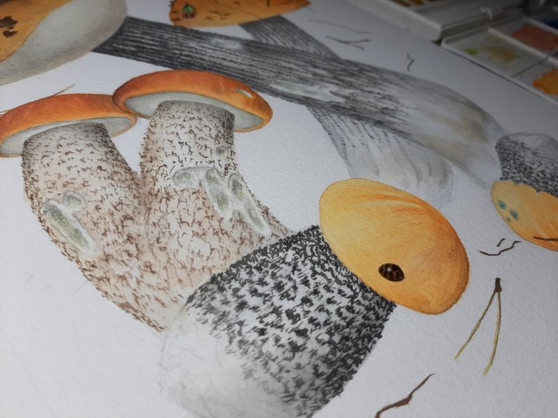 Гриб подосиновик рисунок