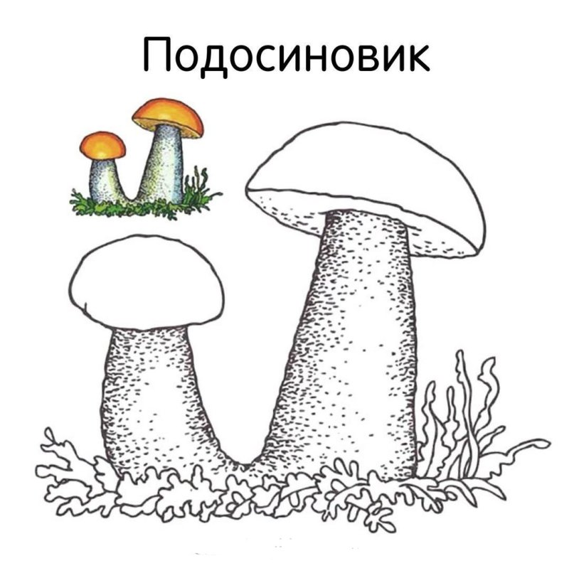 Гриб подосиновик раскраска
