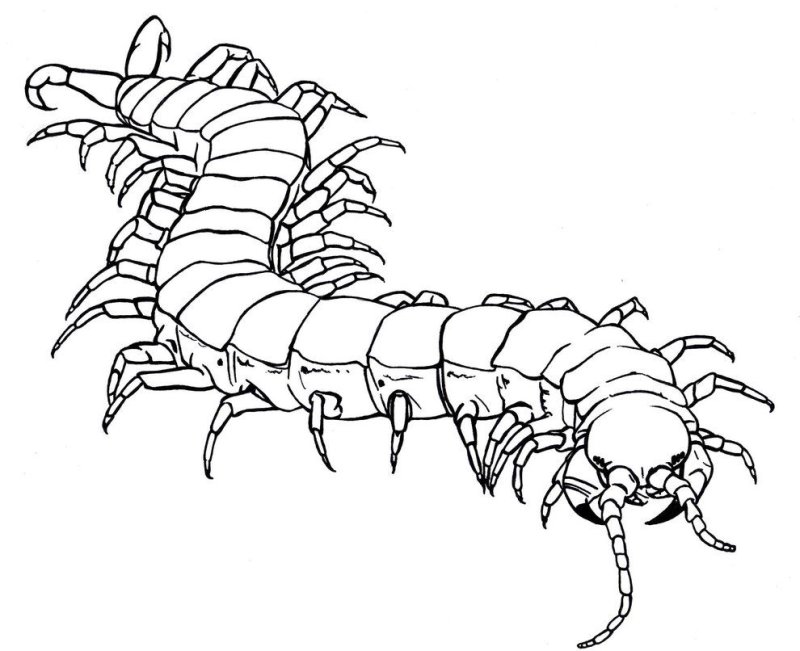 Сколопендра рисунок