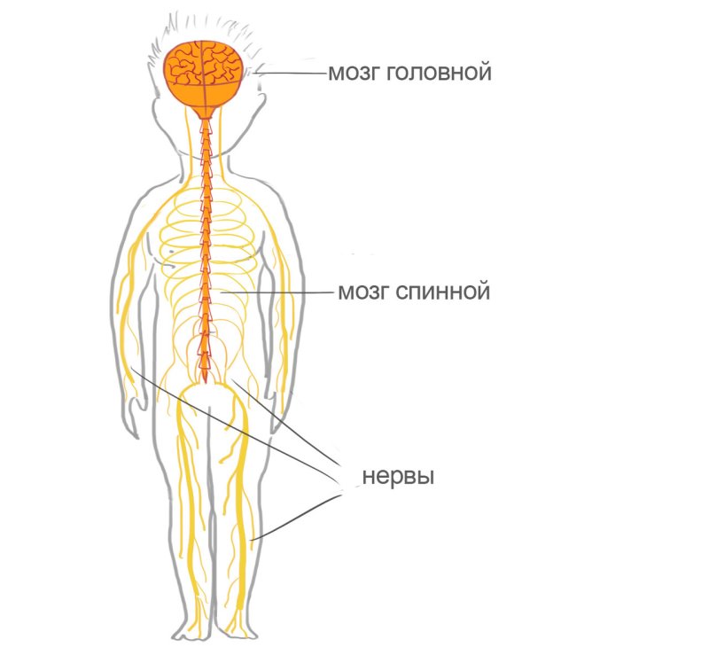 Нервная система схема 3 класс