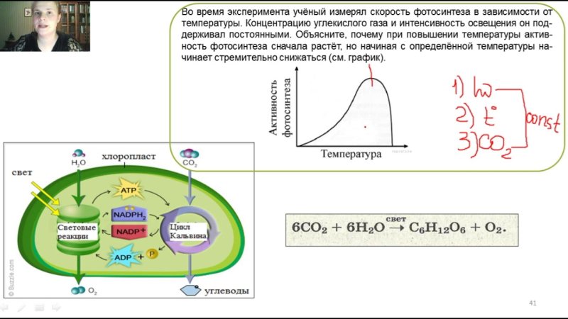 Фотосинтез ЕГЭ биология 2022