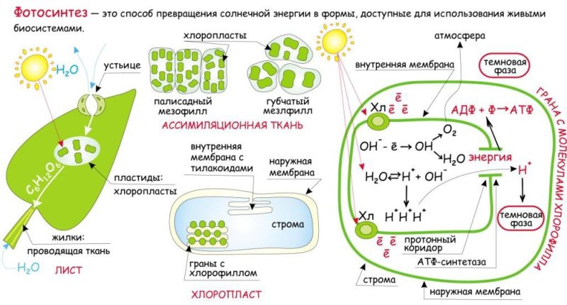 Фотосистемы фотосинтеза схема