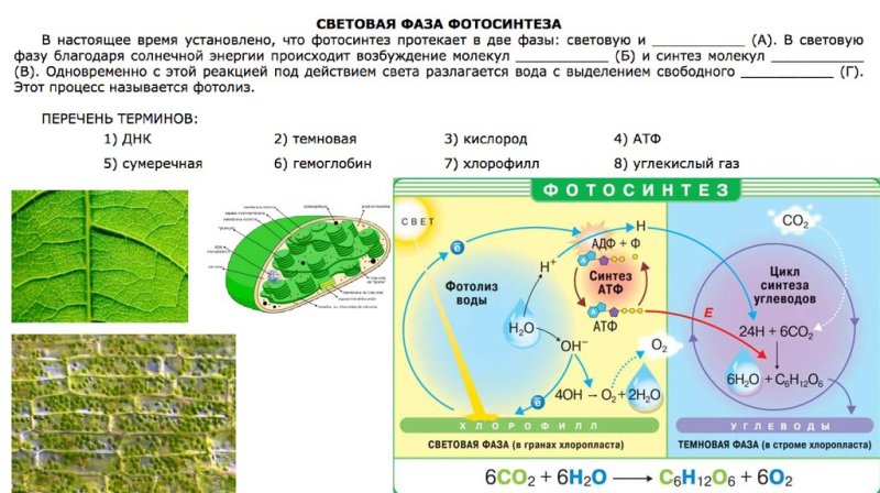 Световая фаза фотосинтеза схема ЕГЭ
