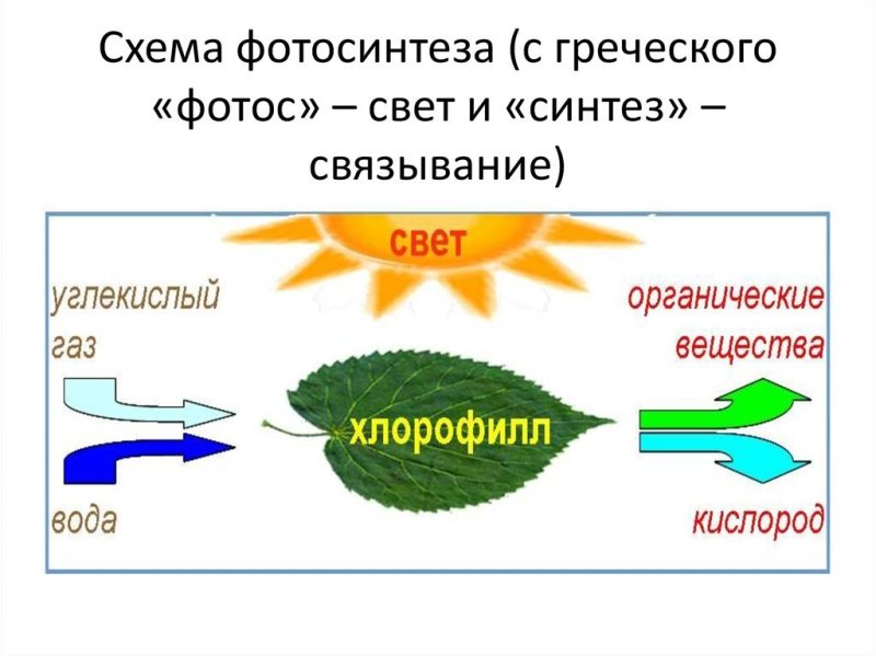 Биология 6 класс схема фотосинтеза у растений