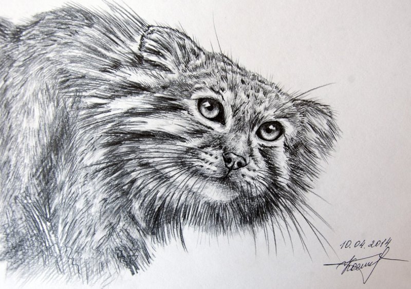 Кот Манул