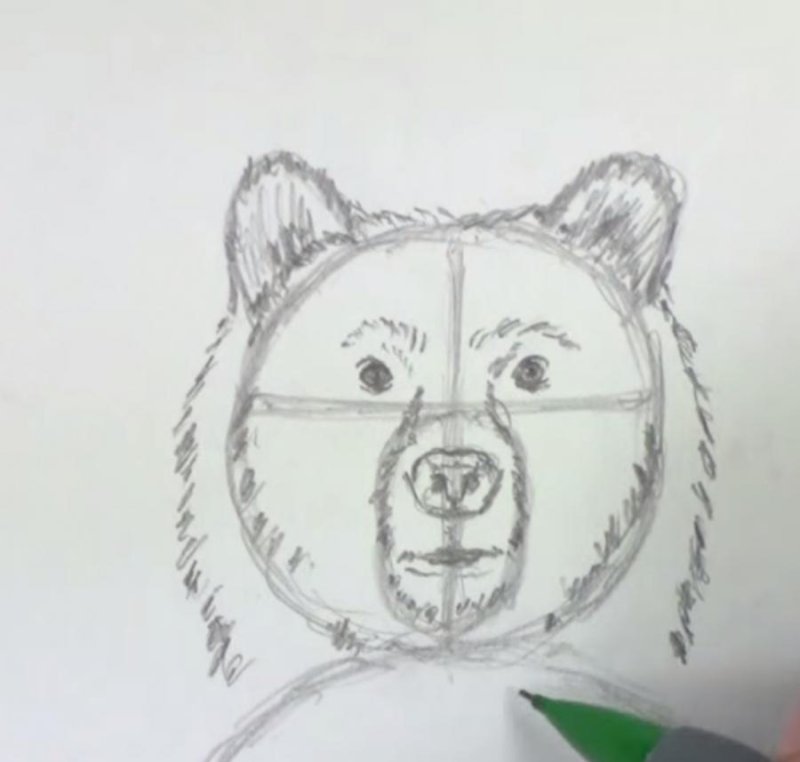 Рисование морды медведя