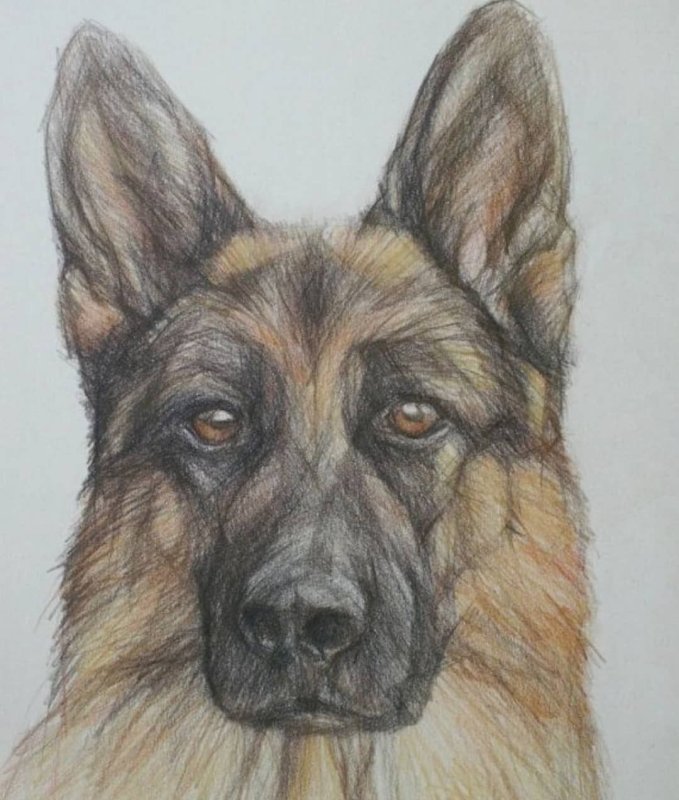 Немецкая овчарка карандашом