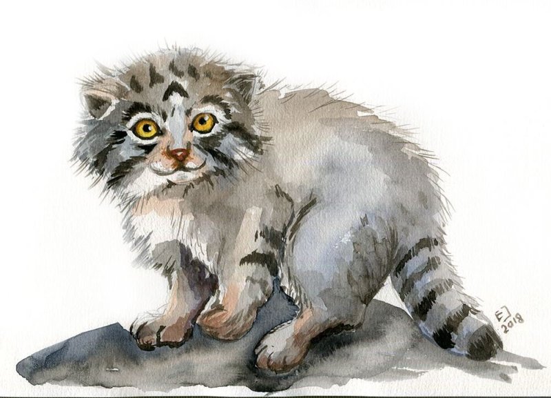 Кот Манул рисунок