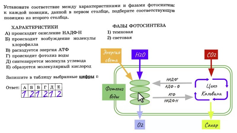 Схема фотосинтеза ЕГЭ биология