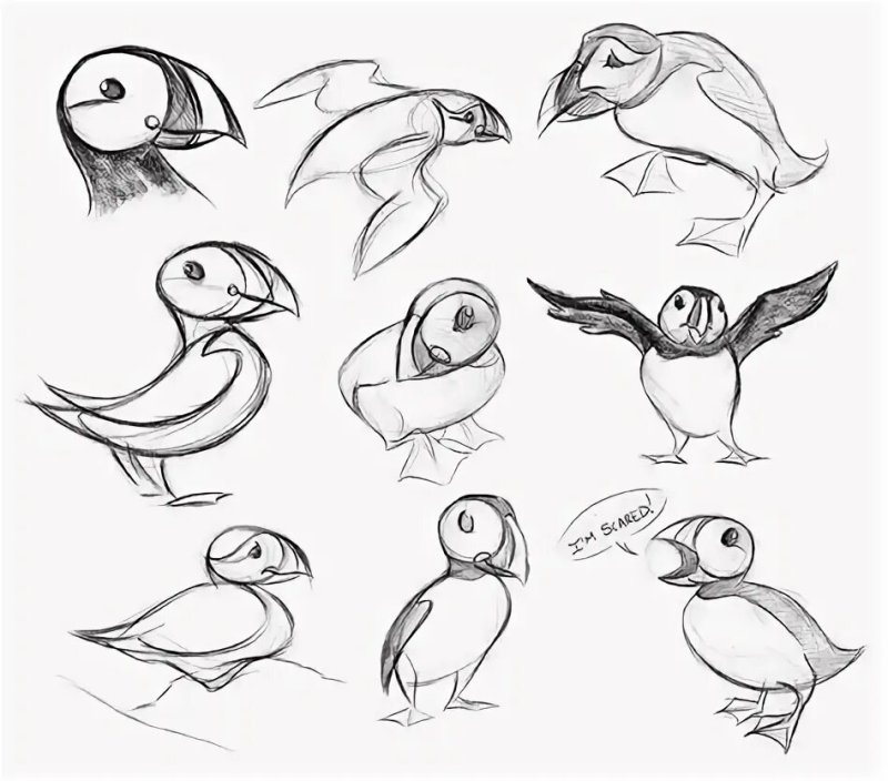 Птица тупик нарисовать