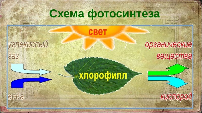 Схема процесса фотосинтеза биология 6 класс
