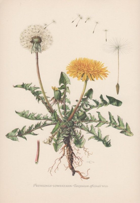 Одуванчик Taraxacum officinale