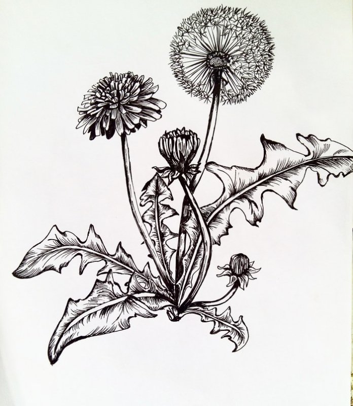 одуванчик лекарственный рисунок