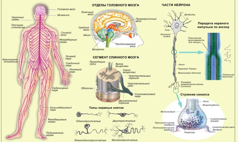 Периферическая нервная система схема строения