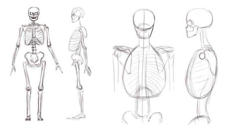 Анатомия человека для рисования для начинающих