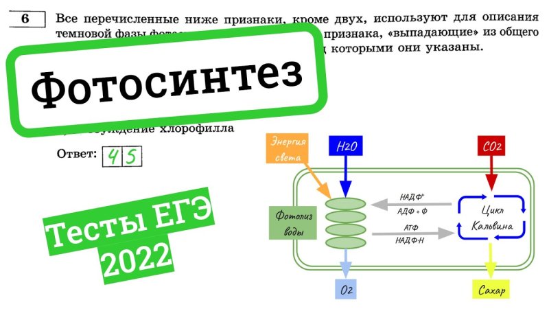 Фотосинтез схема ЕГЭ по биологии