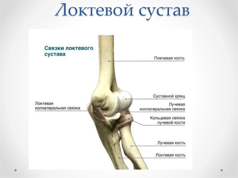 Проксимальный Луче-локтевой сустав