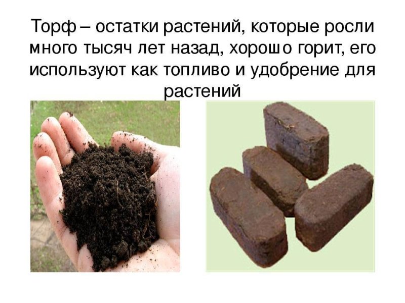 Торф полезное ископаемое