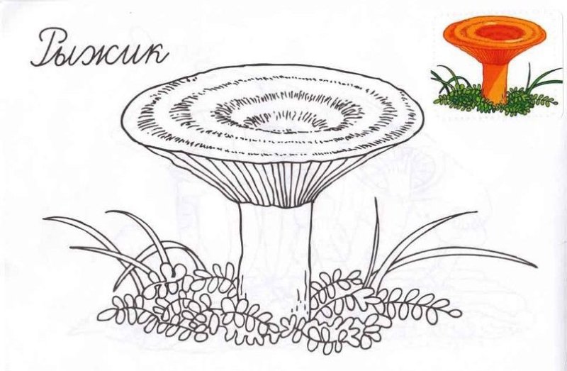 Гриб Рыжик раскраска