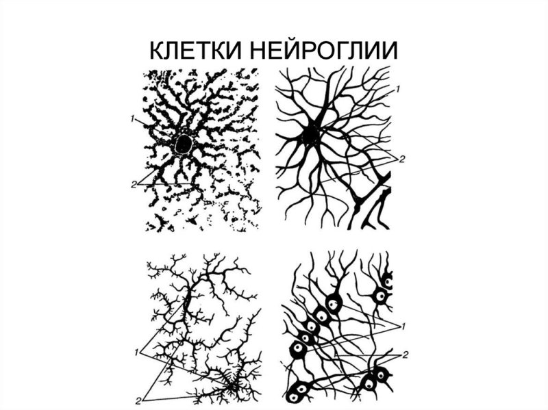 Схема клеток нейроглии