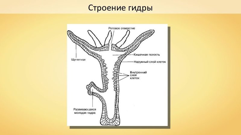 Внутреннее строение гидры