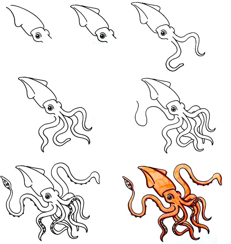 Лёгкий рисунок кальмара