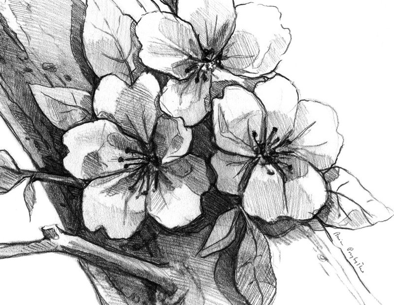 Рисунки для срисовки цветы