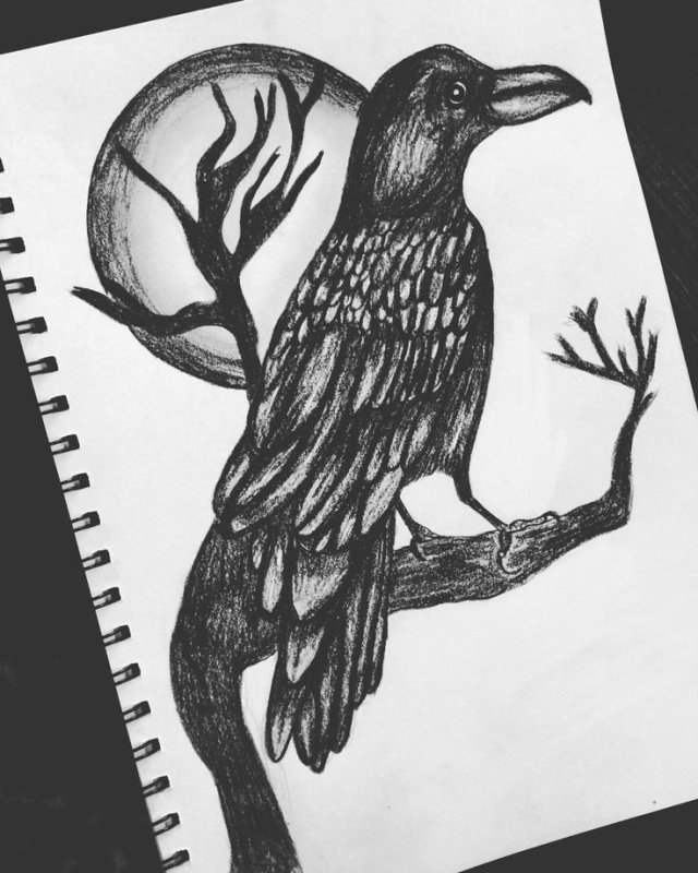 Рисунок ворона для срисовки