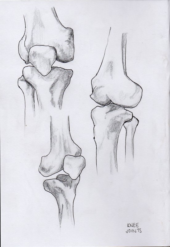 Коленный сустав пластическая анатомия