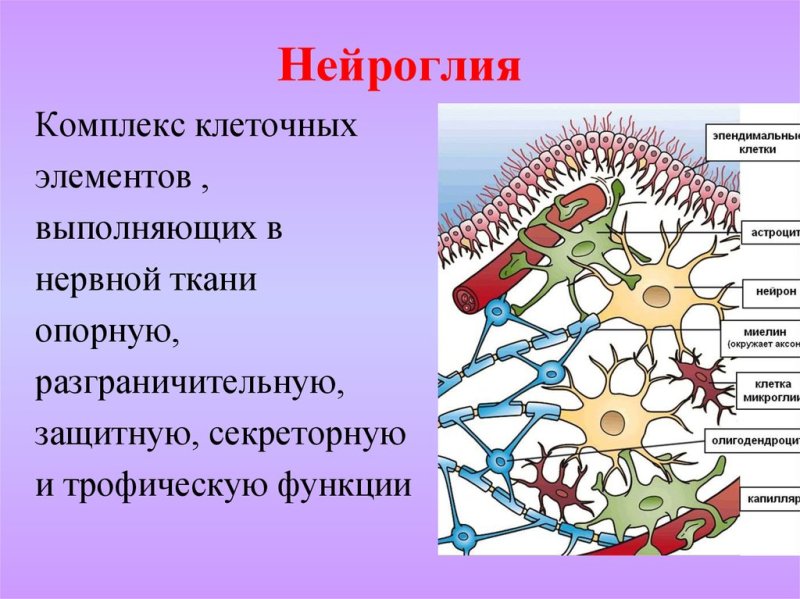 Строение нейроглии нервной ткани