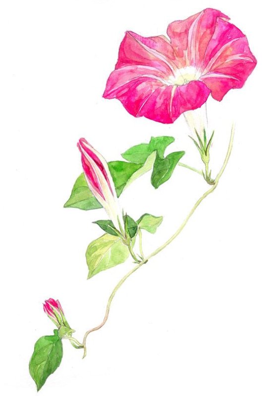 Гербарий петуния